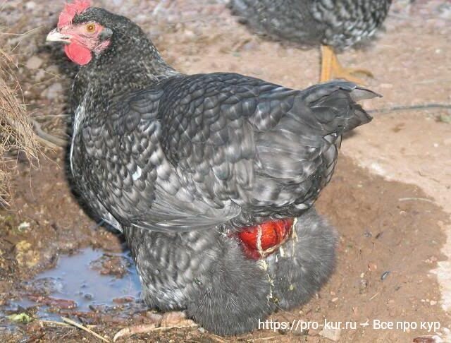 ✅ о воспалении и выпадении у курицы яйцевода: что делать (лечение сальпингита) - tehnomir32.ru