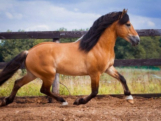 Чубарая масть лошади: описание и фото масти | мои лошадки