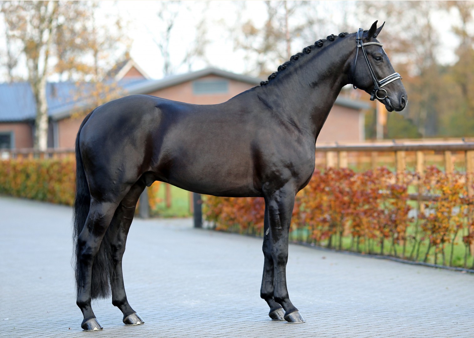Ганноверская порода лошадей - характеристика породы, фото+видео