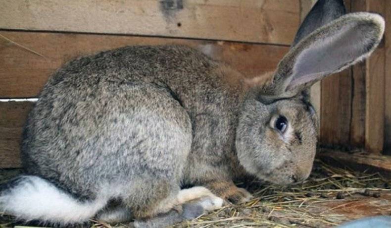 Кролик не ест: возможные причины отказа от еды