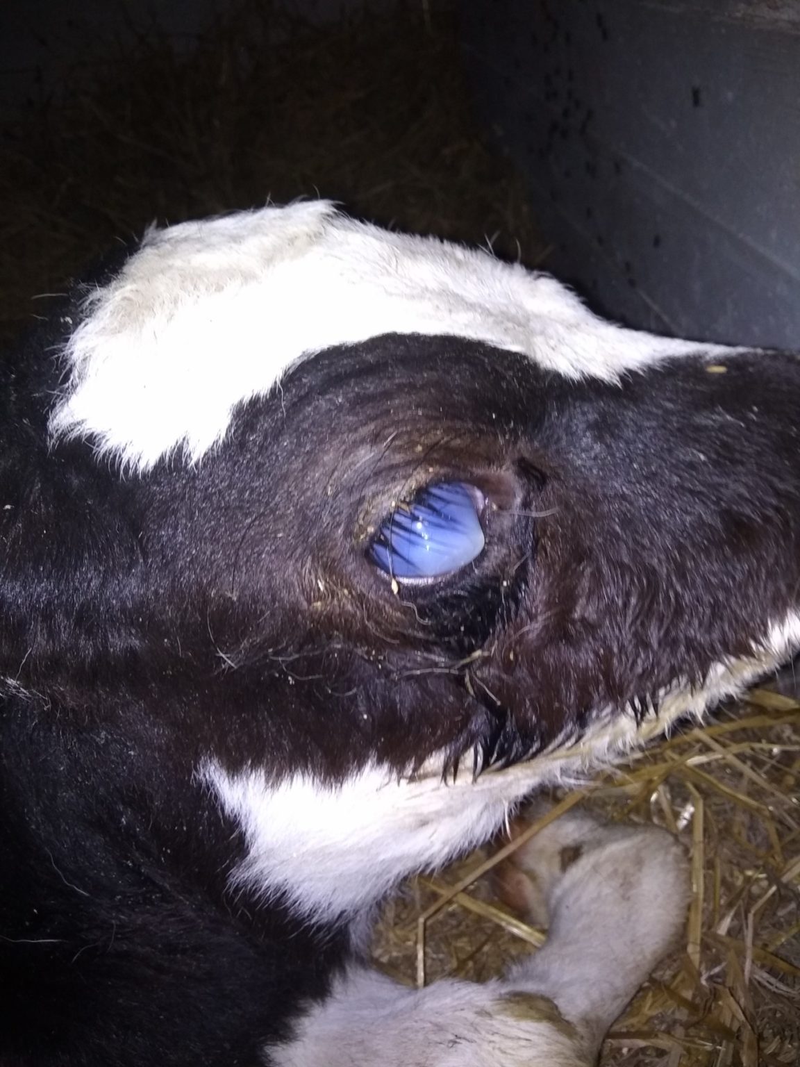 У коровы слезятся глаза лечение народными средствами