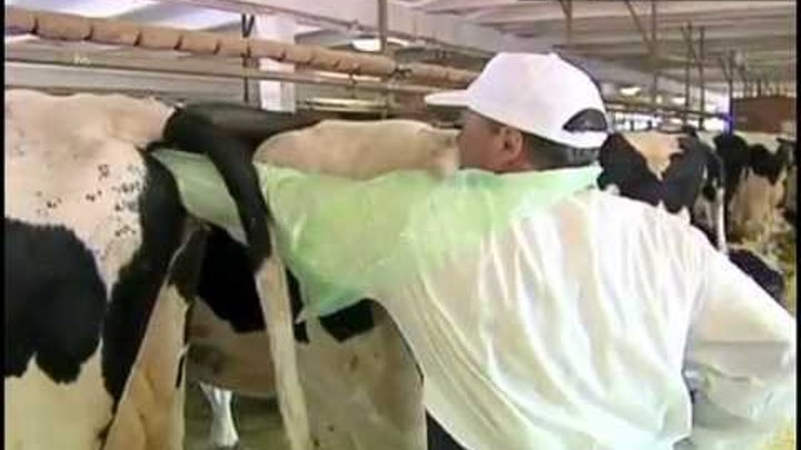 Техники искусственного осеменения коров