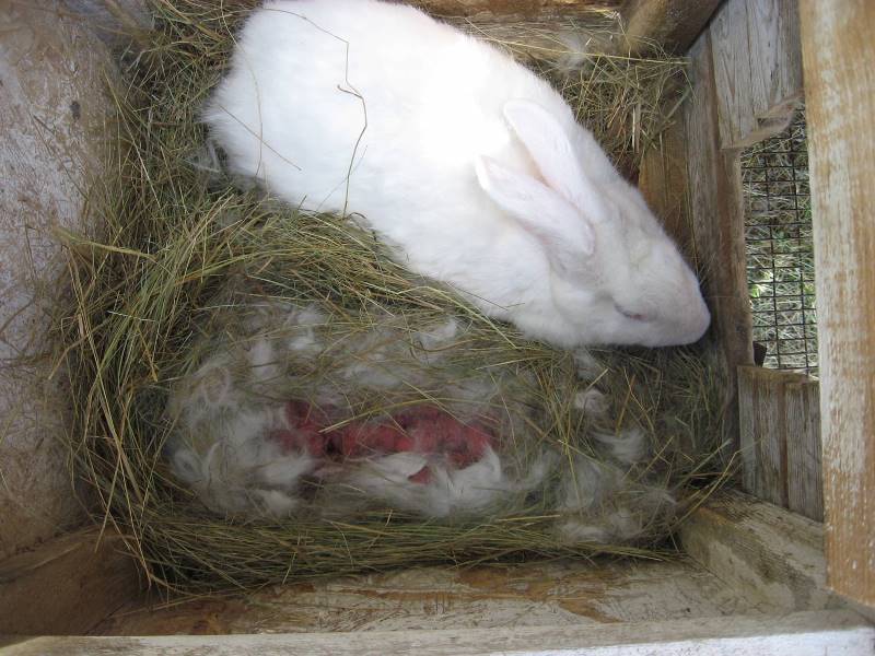 Крольчиха не кормит крольчат: что делать, как разбудить инстинкт