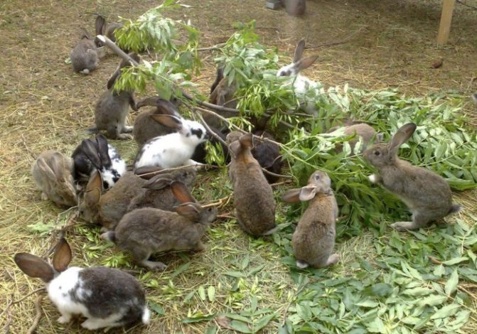 Чем и как кормить кроликов для быстрого роста