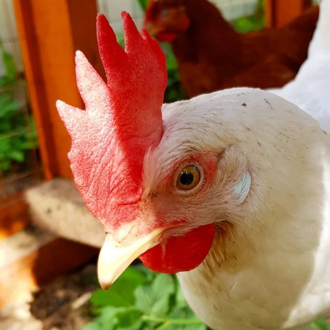Почему у курицы синеет гребень как лечить