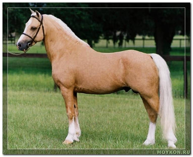 Буланая, саврасая или караковая – разбираем все масти лошадей