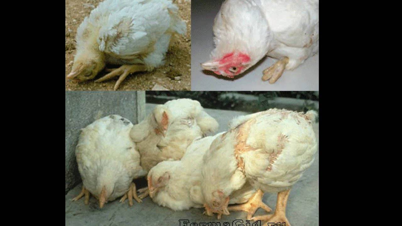 Болезни цыплят (инфекционные, паразитарные) — симптомы и лечение