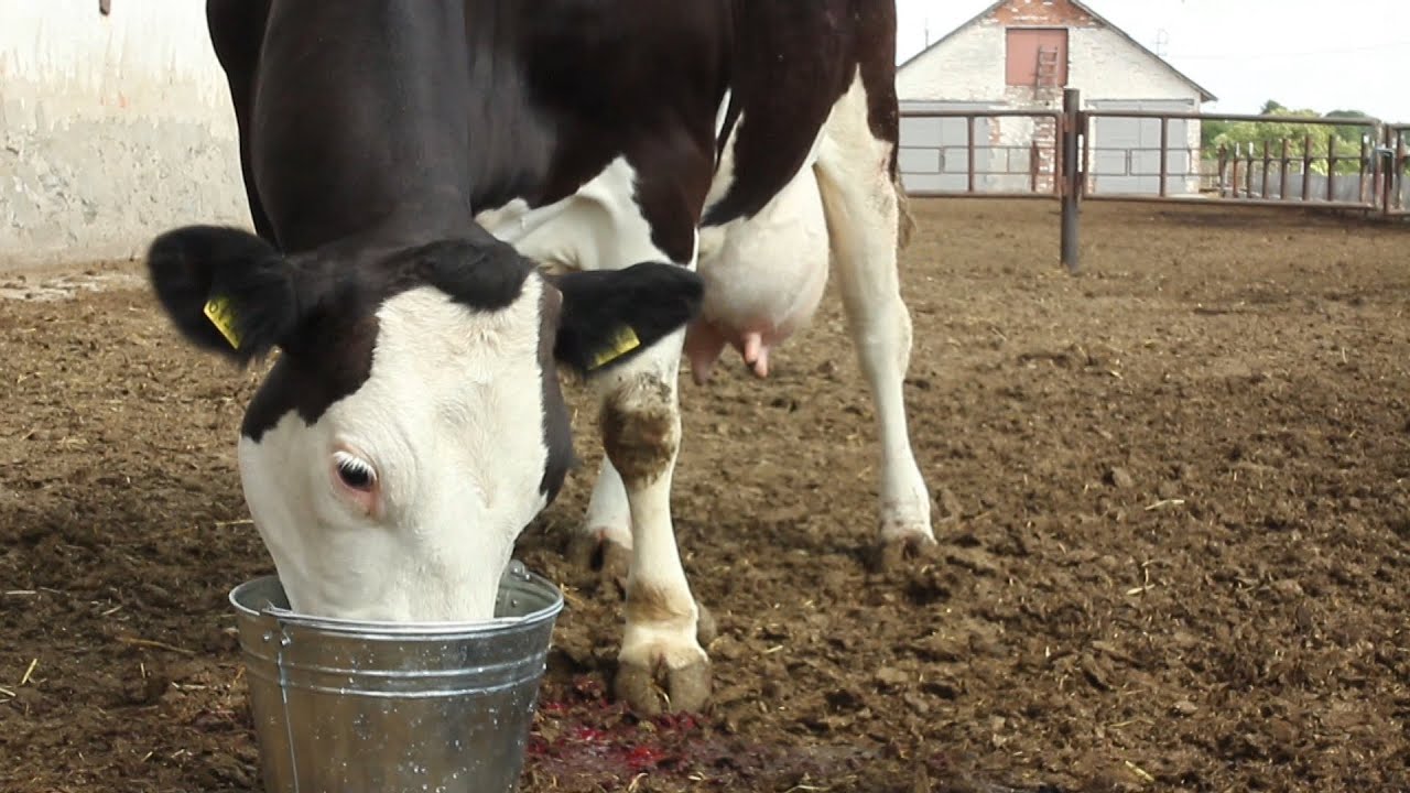 Лейкоз у коров: разрешается ли пить молоко и как вылечить животное