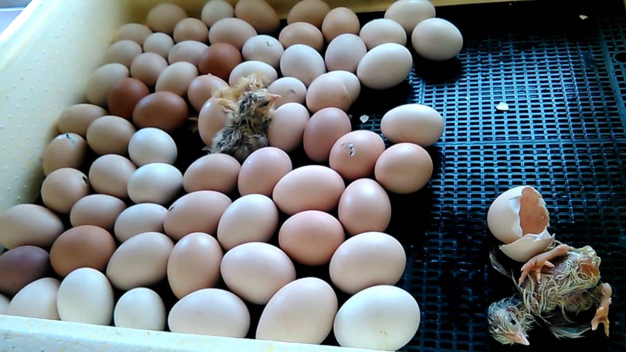 Сколько времени вылупляются яйца. Цыплята вылупляются в инкубаторе. Вылупление цыплят в инкубаторе. Вылупление яиц в инкубаторе. Вылупление птенцов в инкубаторе.