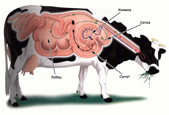 Крс вздутие живота лечение. опасность и лечение тимпании рубца или вздутия у коров
