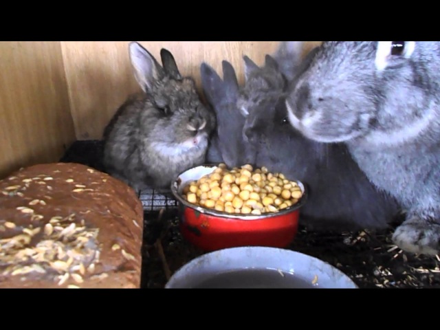 Выращивание кроликов на мясо в домашних условиях: советы по откорму и рациону