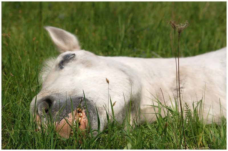 Лошадь спит: особенности и длительность, положение стоя и лежа на боку, признаки спящего животного и причины
