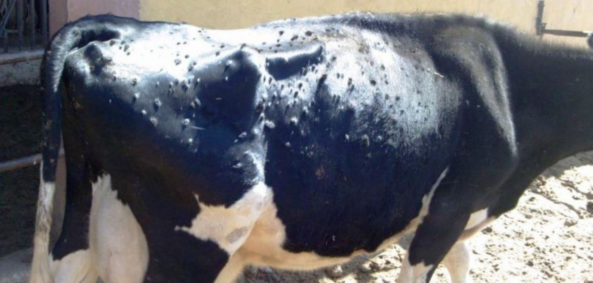 Лечение коров - 100 фото болезней, варианты и особенности их развития