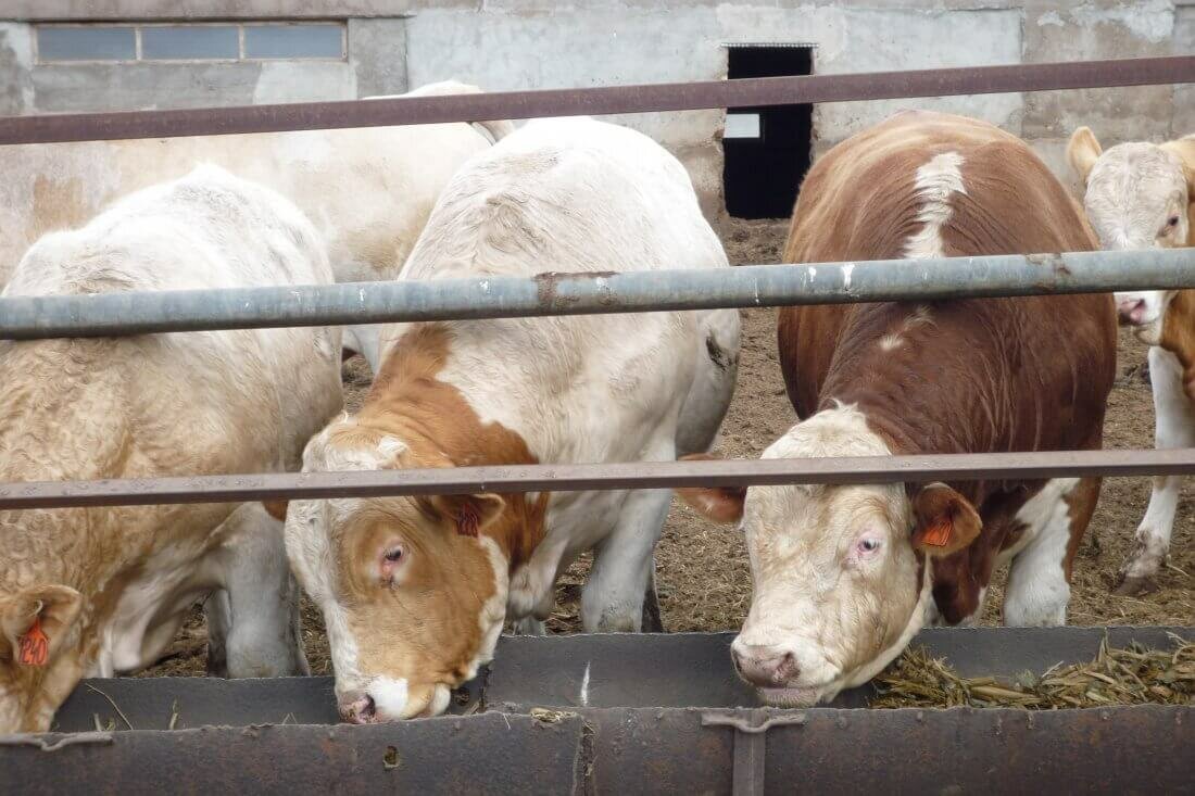 Крс (63 фото): какие животные называются крупным рогатым скотом? разведение. зачем на фермах животным дают стимуляторы роста?