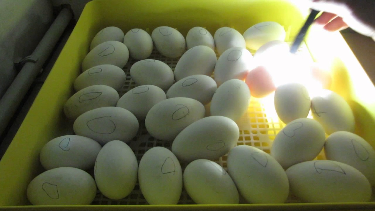 Инкубация яиц индоутки: отбор, закладка, температура в инкубаторе, стадии развития эмбриона, таблица режима в домашних условиях, и сколько дней длится процедура?