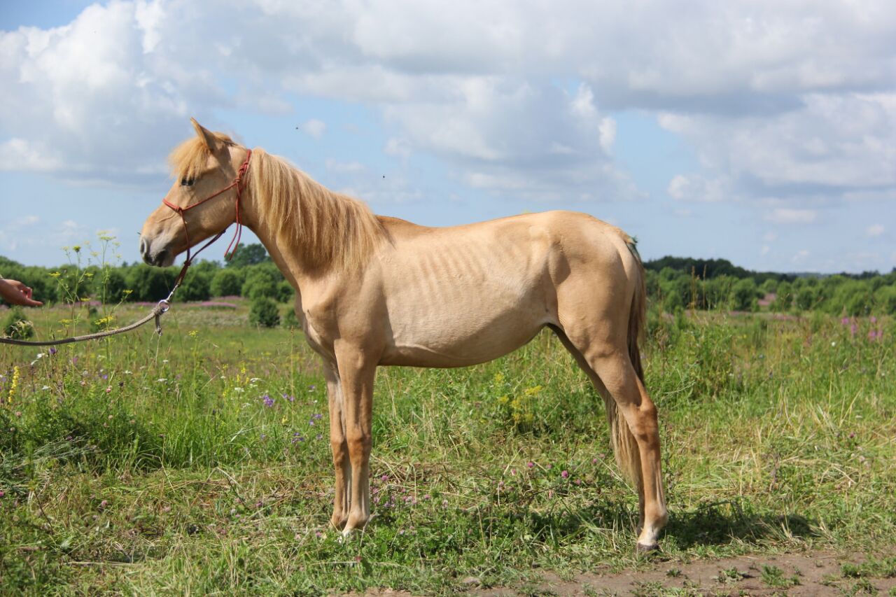 Чубарая масть лошади: описание и фото масти
