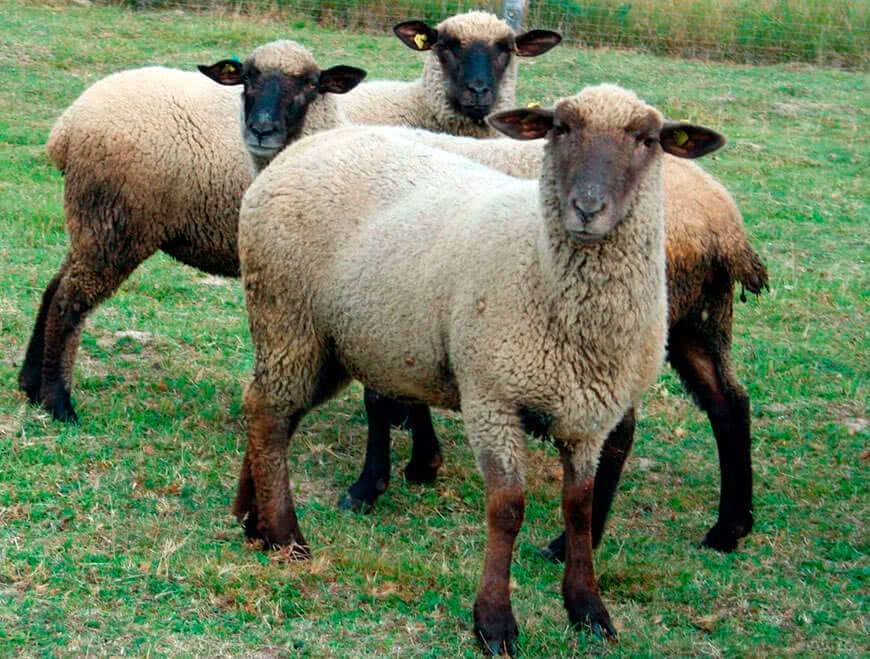 Породы овец с фотографиями и названиями