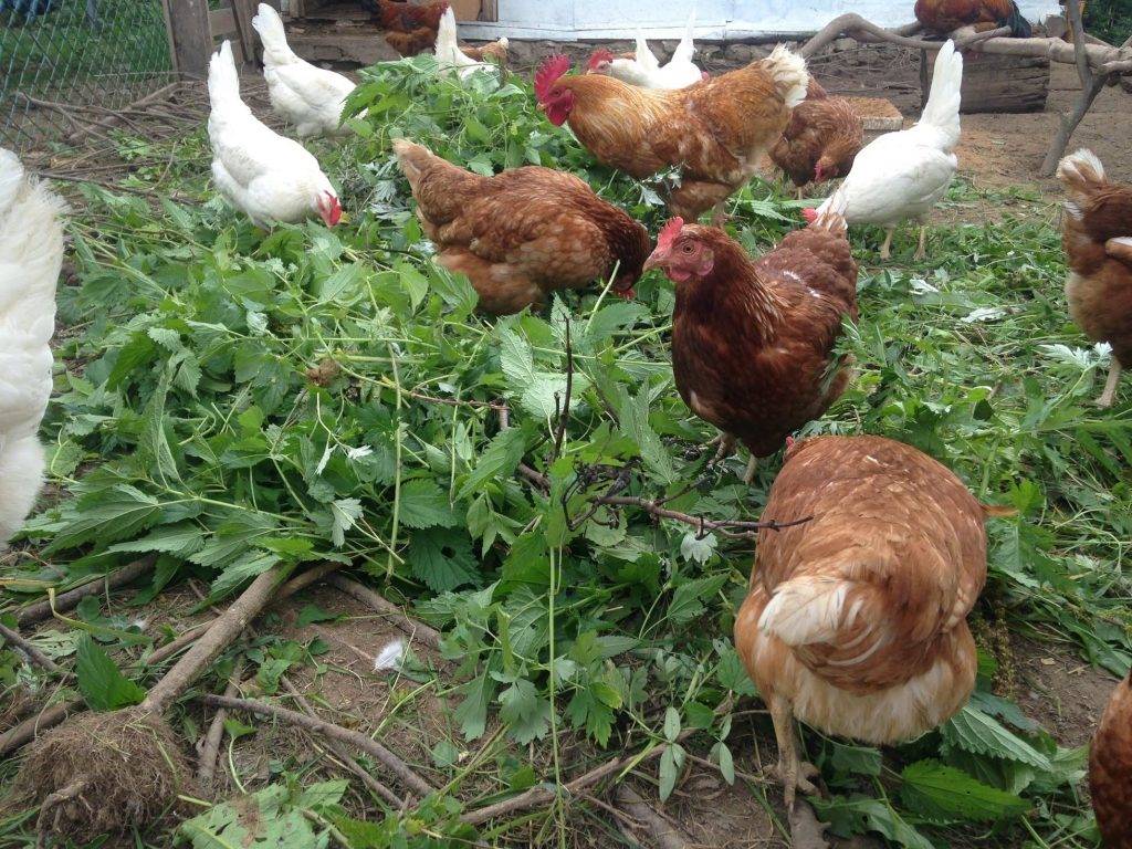 Зелень и трава цыплятам – какую и когда можно давать, как скармливать | курочка | яндекс дзен