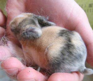 Новорожденные кролики: когда открывают глаза, выходят из гнезда