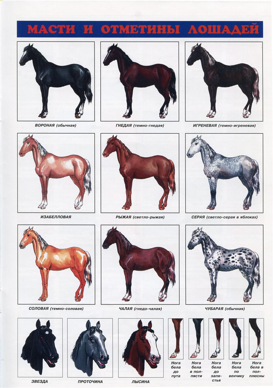 Мезенская порода лошадей: история, описание, фото | мои лошадки