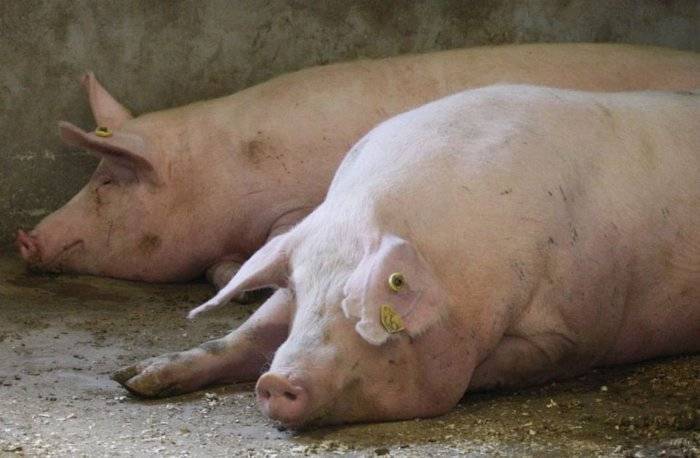 Болезни свиней: виды заболеваний, симптомы, лечение