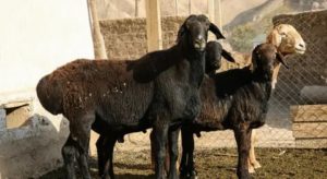 Гиссарская порода овец (30 фото): вес самых больших баранов, содержание курдючных овец, уход за гиссарами