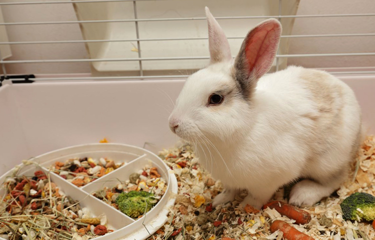 Декоративные кролики в домашних условиях — что нужно знать?