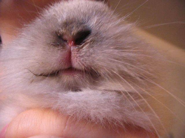 Глисты у кроликов: лечение