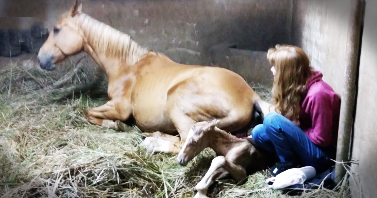 Беременность у лошадей