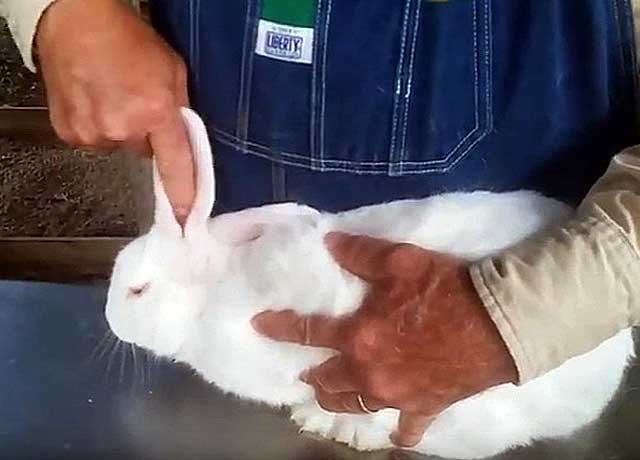✅ ушные клещи у кролика — лечение в домашних условиях: народные средства и спрей - tehnomir32.ru