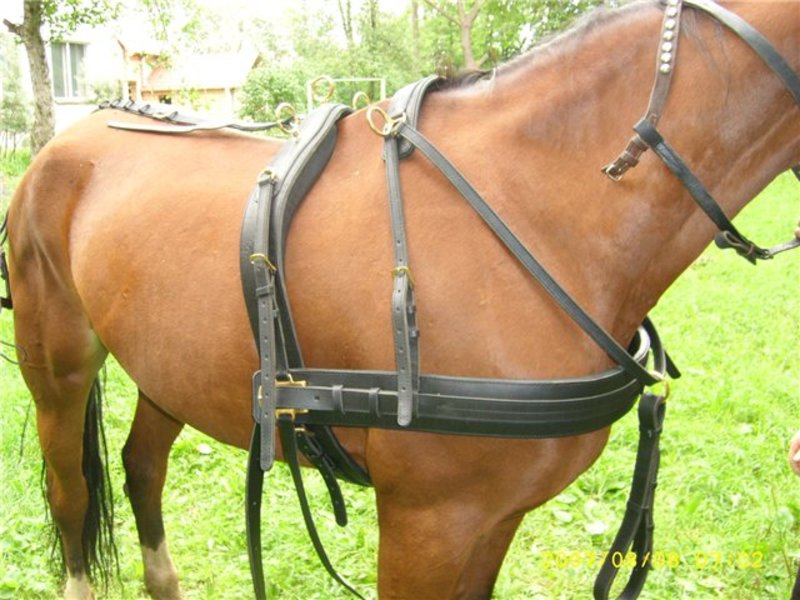 Амуниция для лошадей и всадников: обзор снаряжения
