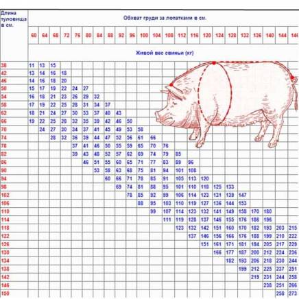 Вес свиньи - таблица измерения веса поросенка по месяцам в домашних условиях