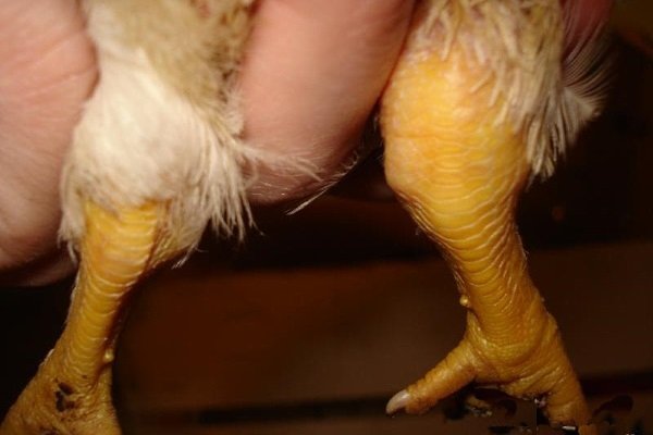 Болезни ног у кур и их лечение: описание и причины