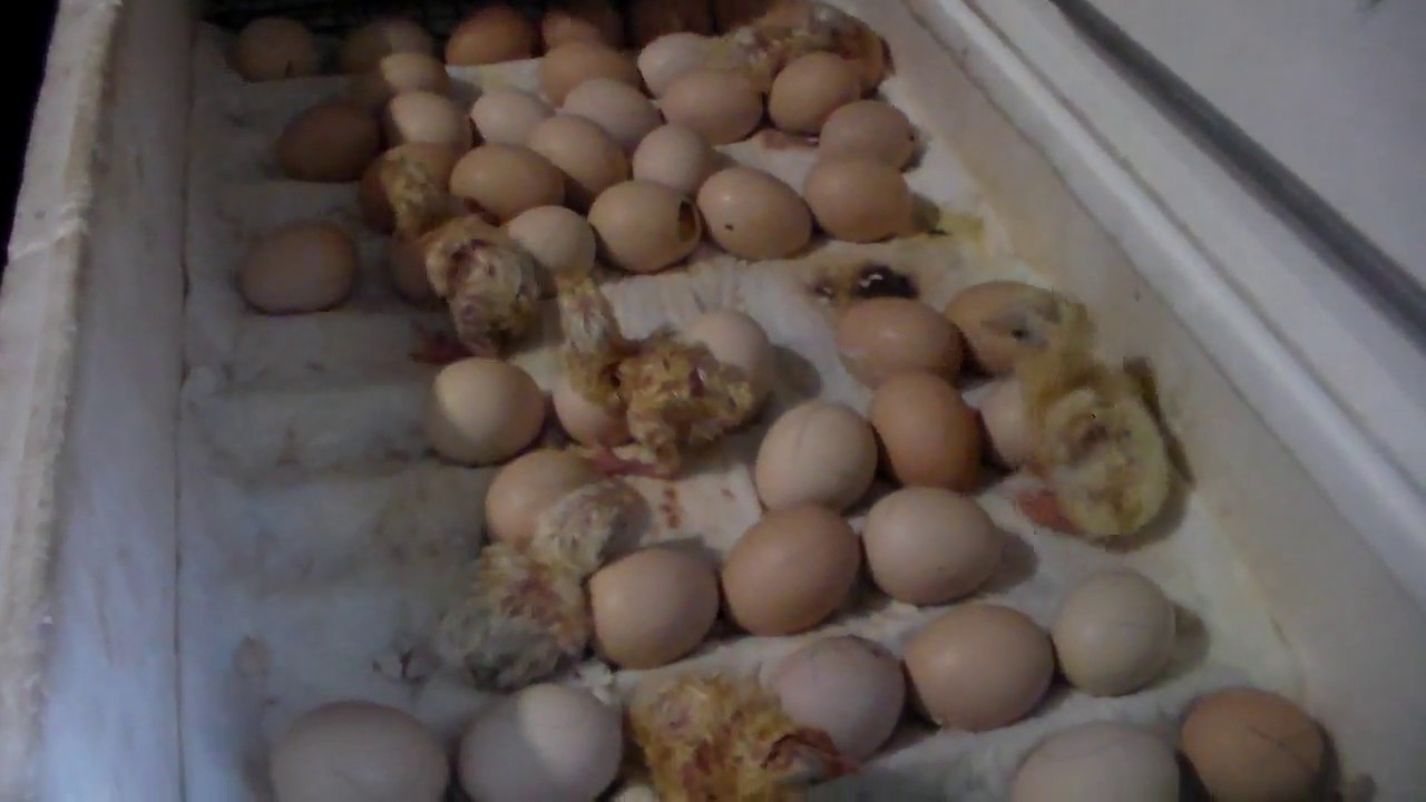 Инкубация крупных куриных яиц