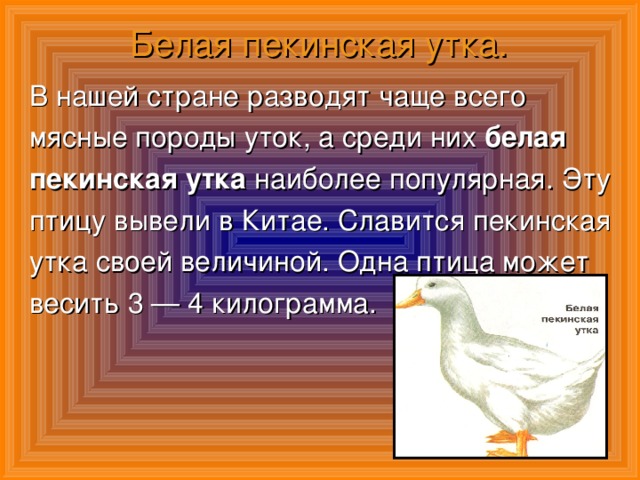 Башкирская утка: описание породы, разведение и питание в домашних условиях