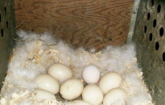 Сколько дней высиживает дикая утка. процесс инкубации утиных яиц: как добиться высокой выводимости