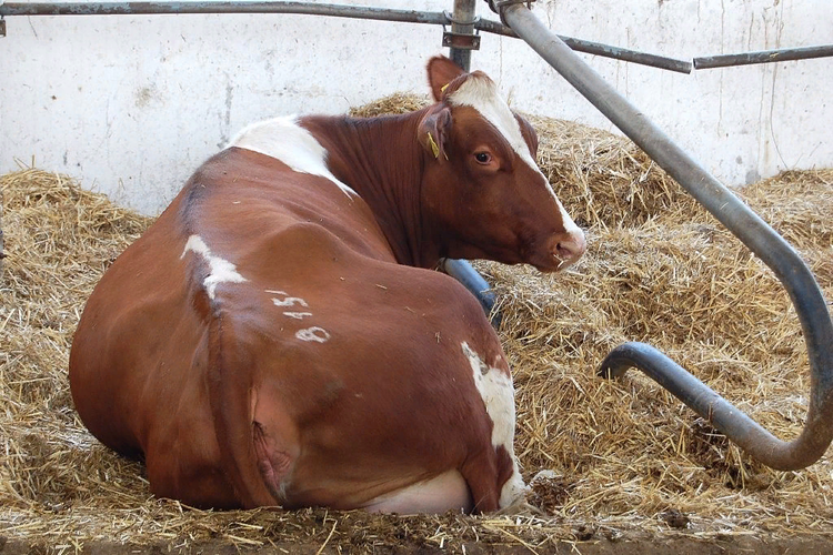 Сколько корова вынашивает теленка и другие важные вопросы про беременность крс