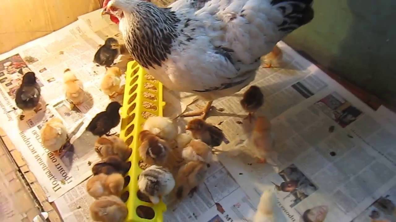 Как вырастить цыплят