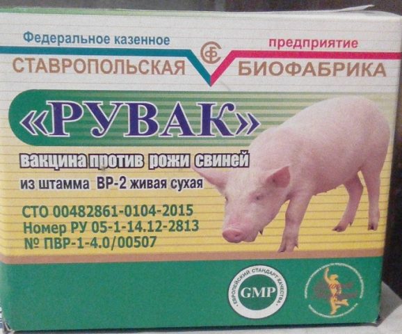 Симптомы и причины появления болезни ауески у свиней, методы лечения
