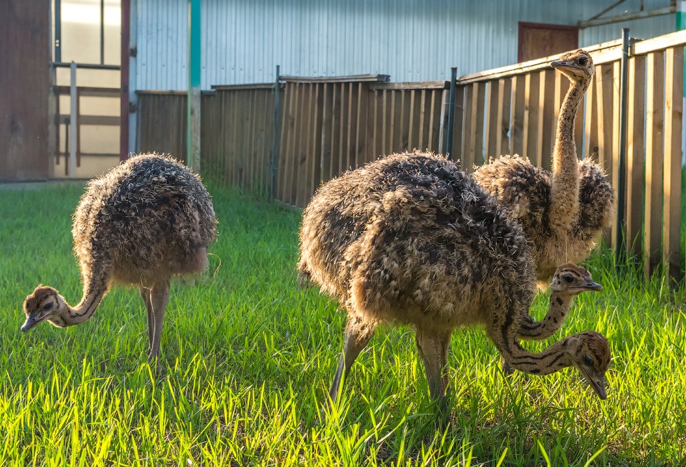 Разведение страусов: особенности выращивания, выгода бизнеса