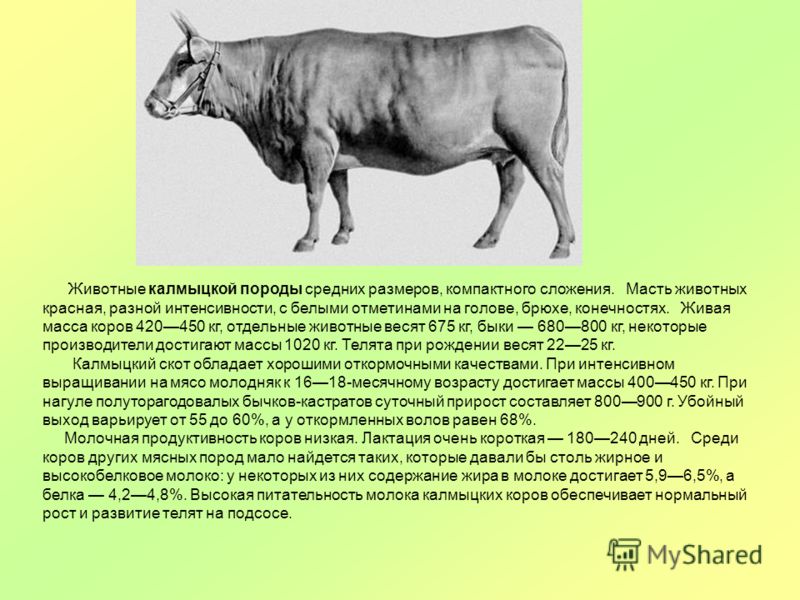 Описание калмыцкой породы коров, их фото и видео