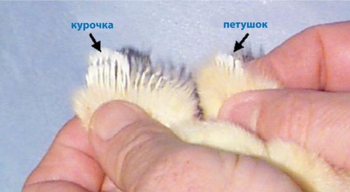 Орловские ситцевые куры - фото и описание породы