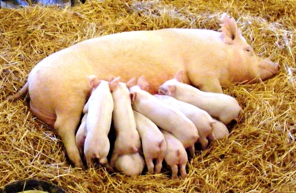 Опорос свиней в домашних условиях: как рожают свиноматки