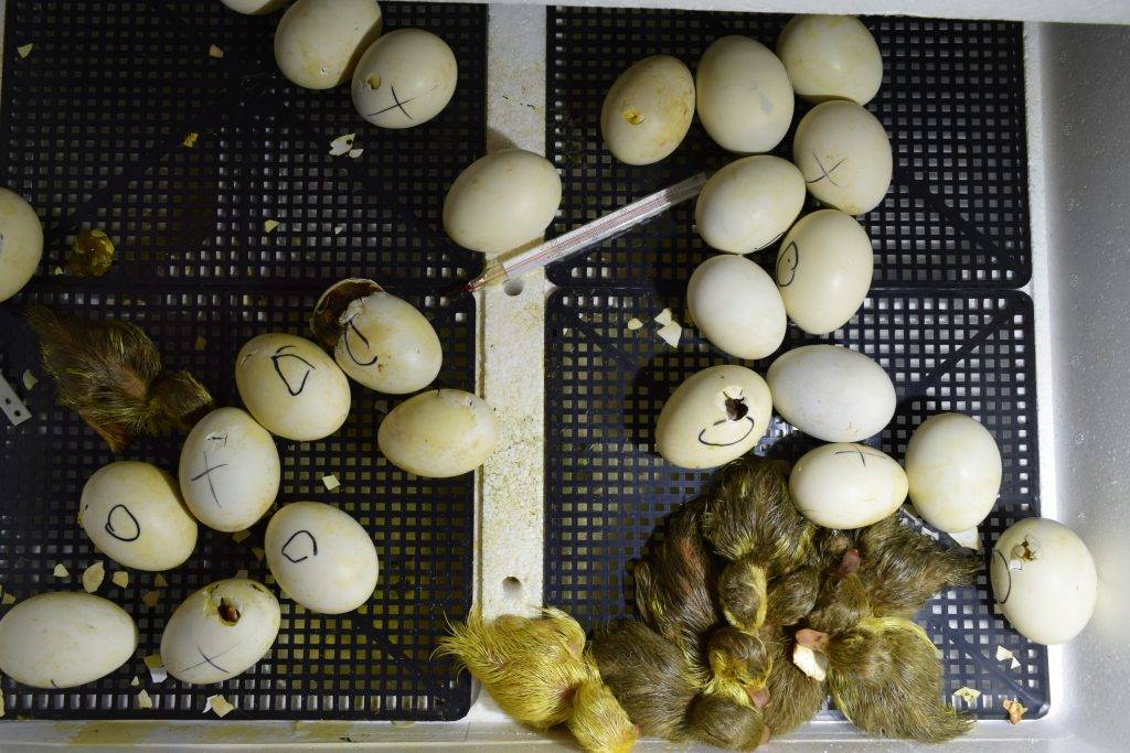 Инкубация яиц фазанов: особенности процесса, типичные ошибки новичков
