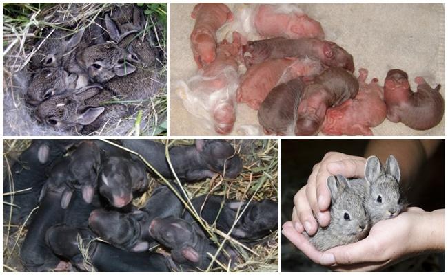 Новорожденные кролики: уход, развитие и отсадка из гнезда