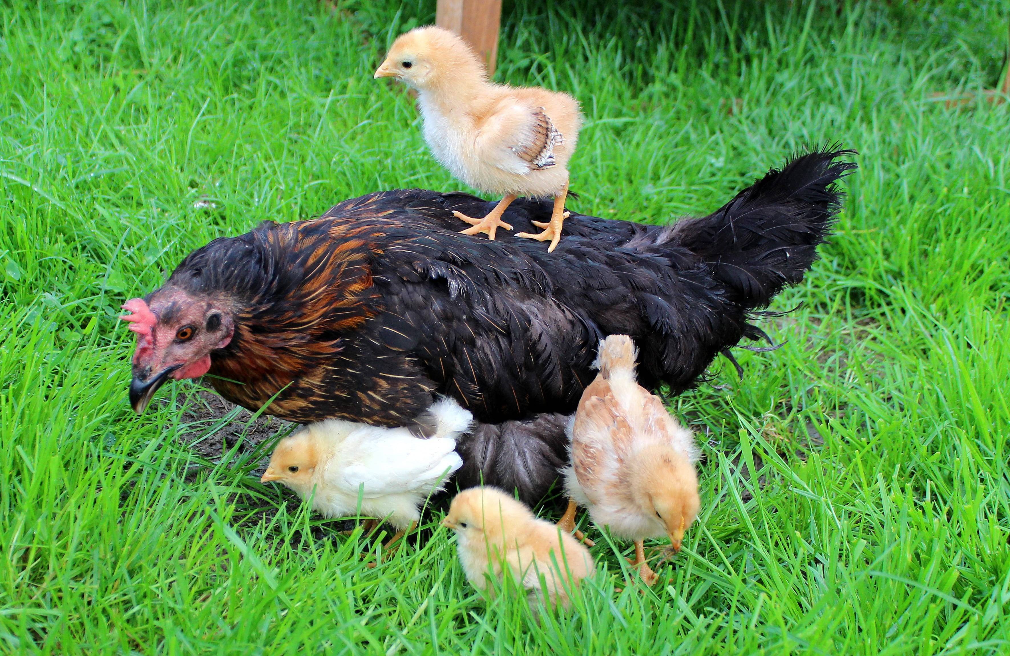 Как подсадить цыплят под наседку, что делать после того, как клуша вывела цыплят
