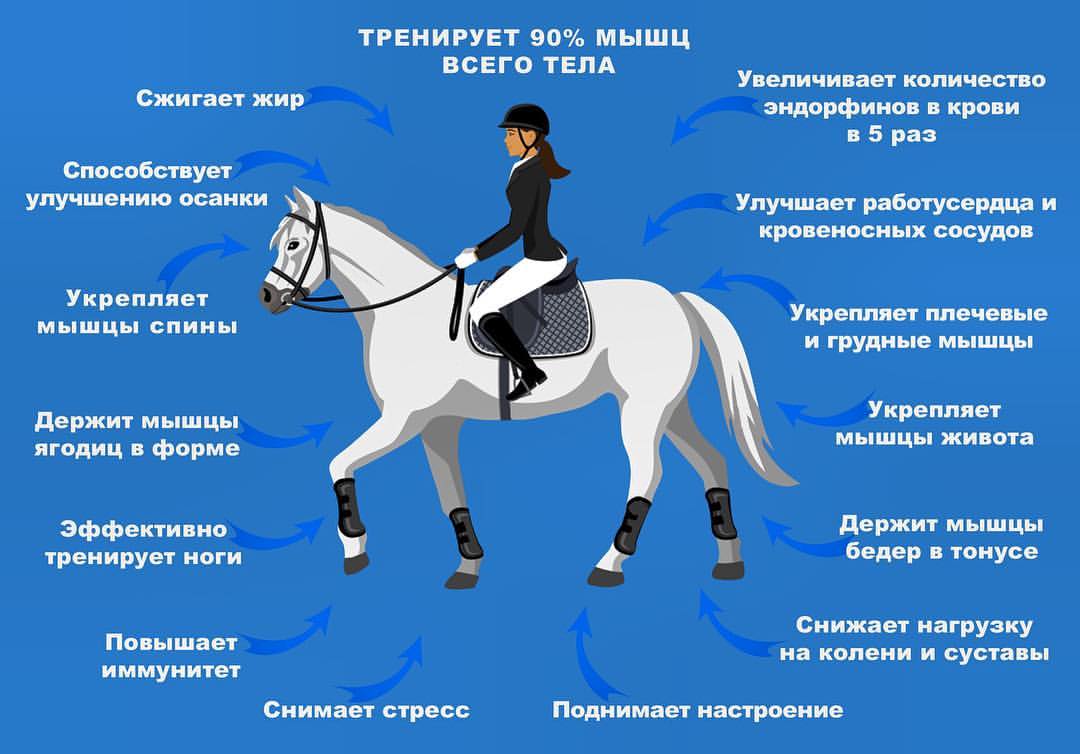 Как управлять лошадью, седлать ее: правила верховой езды
