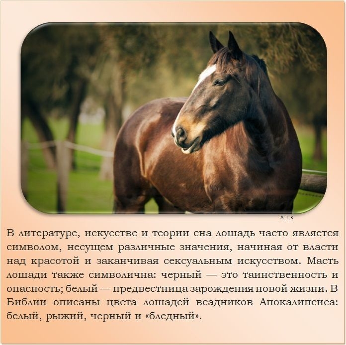 Лошадь: описание, виды, особенности, характеристика