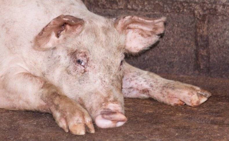 Отечная болезнь у свиней и поросят. симптомы и лечение.