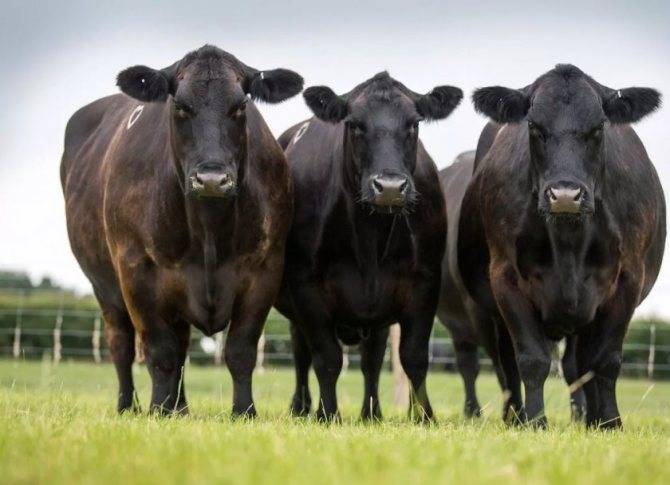 Глядя на этих мускулистых быков складывается впечатление, что они напичканы гормоном роста, что дела / коровы :: живность :: гены :: быки :: генетика :: животные :: эстетика / картинки, гифки, комиксы